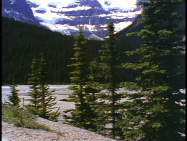 Jasper National Park, Alberta, Canada, mountain, pines, tilt up to glaciers