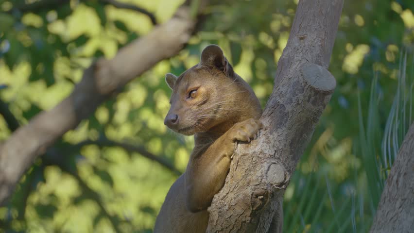 A close-up of a fossa sitting on a branch. The fossa is a slender, long-tailed, cat-like mammal that is endemic to Madagascar. It is a member of the carnivoran family Eupleridae.