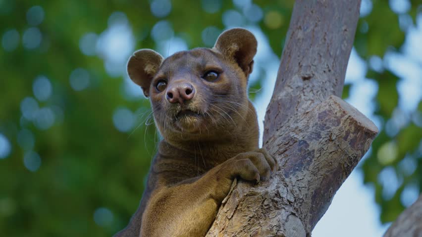 A close-up of a fossa sitting on a branch. The fossa is a slender, long-tailed, cat-like mammal that is endemic to Madagascar. It is a member of the carnivoran family Eupleridae.