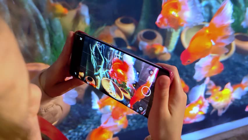 Aquarium with many oranda goldfish on the screen of a mobile phone while recording video. Child shoot phone video of fish in giant aquarium. 