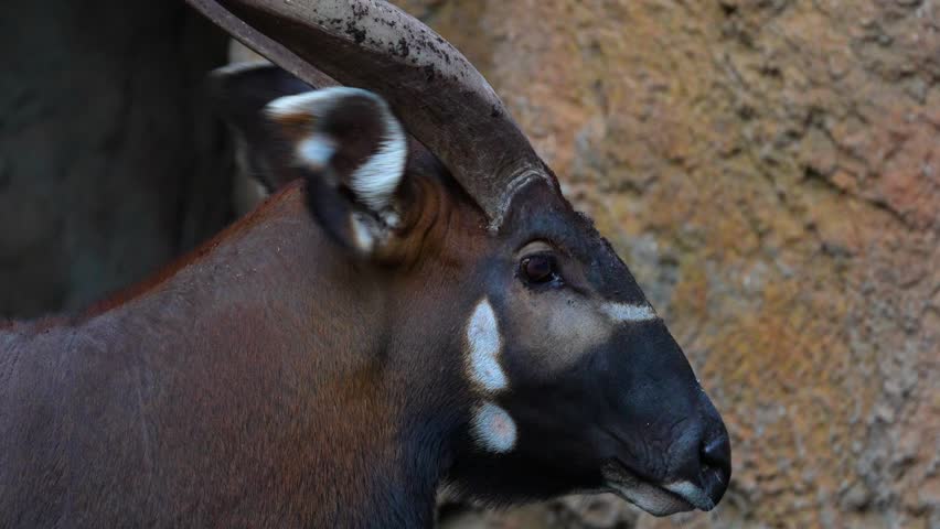 The bongo antelope head close-up. The bongo is a large, mostly nocturnal, forest-dwelling antelope, native to sub-Saharan Africa.