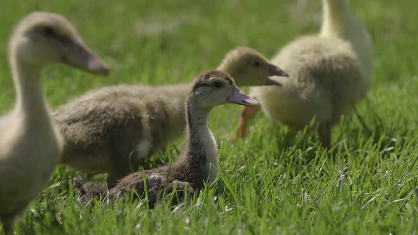 Young goslings walking on grass. Goose chicks in a natural environment. Geese on a rural farm.