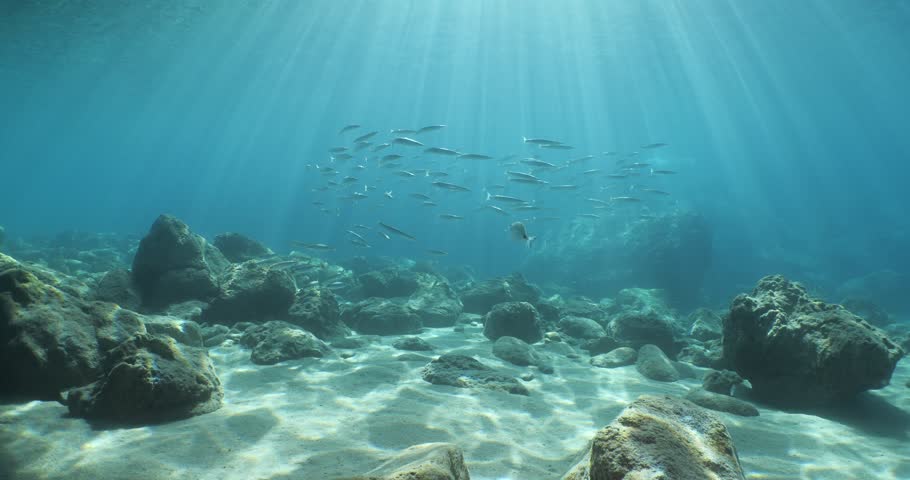 barracuda fish school underwater with some other fish in blue water