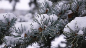 White fluffy snow lies on the branches of a green spruce. Close-up of snow on needles. Snowy winter. Christmas scene. Wildlife in winter - Powered by Shutterstock - Get 15% off with code: PIKWIZARD15