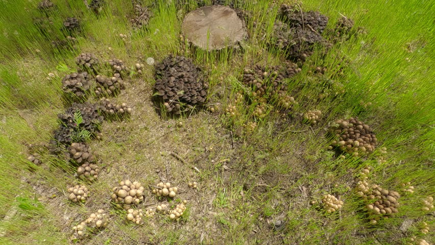 Top view, Moving forward over a large cluster of Poisonous mushrooms growing next to a stump, Aerial view