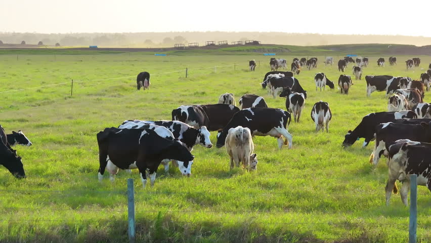 Organic milk and beef production. Free range cows grazing on green farm pasture. Feeding of cattle on farmland grassland