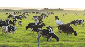 Organic milk and beef production. Free range cows grazing on green farm pasture. Feeding of cattle on farmland grassland - Powered by Shutterstock - Get 15% off with code: PIKWIZARD15