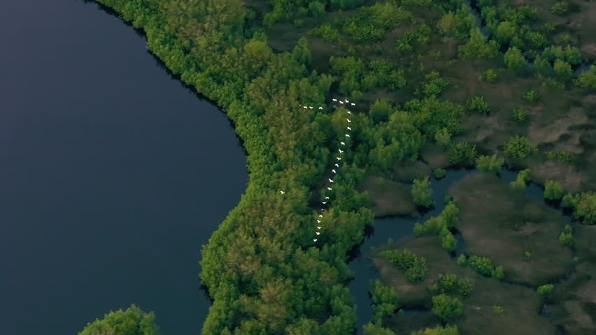 Southern Florida wetlands with white egret wild birds flying over green shrubs between river waters. Aerial view of wildlife in natural habitat