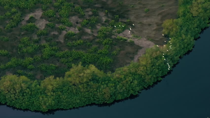 Southern Florida wetlands with white egret wild birds flying over green shrubs between river waters. Aerial view of wildlife in natural habitat