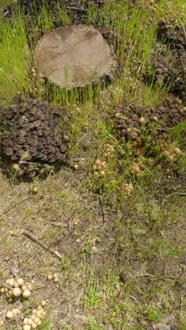 Vertical video, Top view, Moving forward over a large cluster of Poisonous mushrooms growing next to a stump, Aerial view