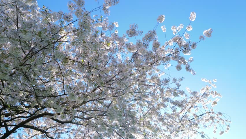 Blooming branch with white flowers of cherry blossom tree on spring blue sky background. Spring banner. Design for Easter day. Beauty spring sunny day.