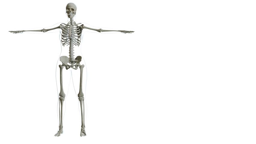 Diagram of the Human Skeletal System full 3D rotation 4K white background
