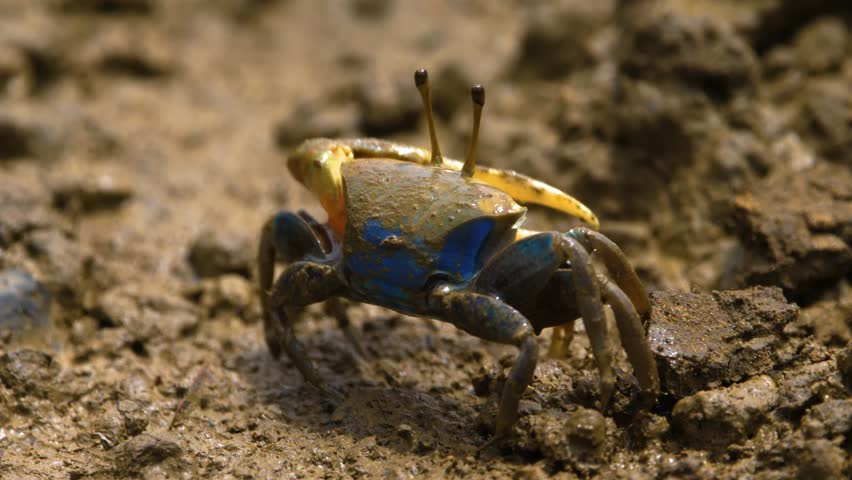 The colorful land crab Gecarcinus quadratus, also known as the halloween crab, makes its way along Paloma Beach in Costa Rica