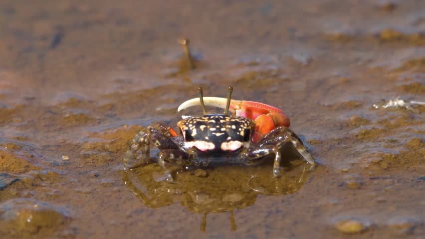 4K footage of Paraleptuca crassipes or the thick-legged fiddler crab.