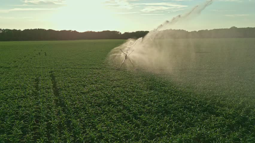 Watering on corn farm. Irrigation system in function watering agricultural plants. Sprinklers irrigation watering summer farm field. Irrigation system, watering on field, dry season. Irrigation system