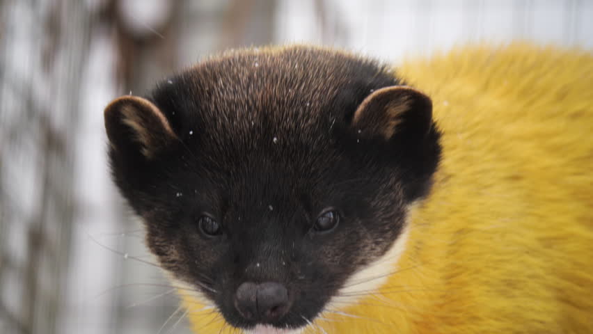 Close-up video of a yellow-throated marten with striking black-and-yellow fur. Subtle movements highlight its curious expression and sleek fur texture, ideal for wildlife visuals.