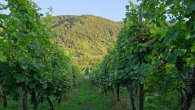 Moving through a lush vineyard surrounded by wine vines with the Mosel River Valley in the distance, low angle, Rhine Valley, Germany - Powered by Shutterstock - Get 15% off with code: PIKWIZARD15