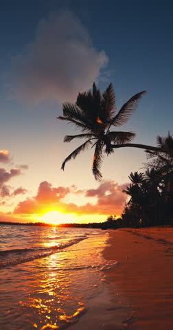 Tropical island beach shore with palm tree jungle sunrise over exotic coast Bavaro, Punta Cana, Dominican Republic