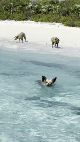 Pig wading through clear turquoise water near a white sandy beach with lush greenery, showcasing swimming pigs of the Bahamas, concept of travel, wildlife, tropical adventure
