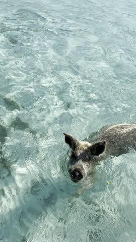 Pig wading through clear turquoise water near a white sandy beach with lush greenery, showcasing swimming pigs of the Bahamas, concept of travel, wildlife, tropical adventure