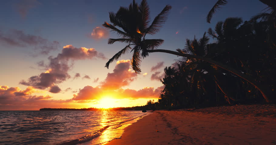 Tropical island beach shore with palm tree jungle sunrise over exotic coast Bavaro, Punta Cana, Dominican Republic