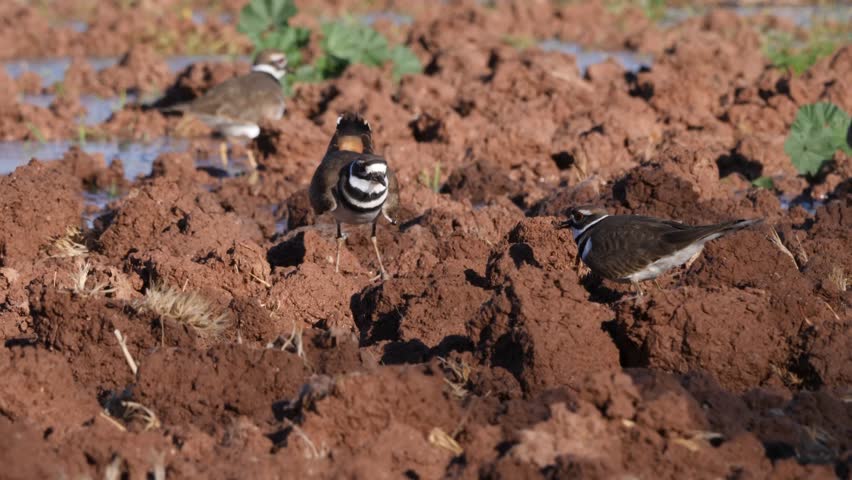 Three killdeer foraging for food in dried lakebed.