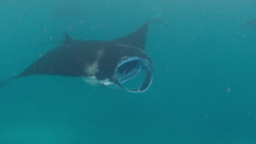 The giant oceanic manta ray, giant manta ray or oceanic manta ray, Mobula birostris swims in the ocean