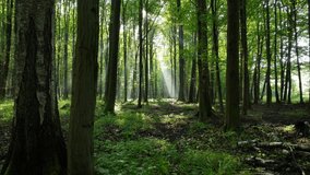 Beautiful sunlight in the forest - Powered by Shutterstock - Get 15% off with code: PIKWIZARD15