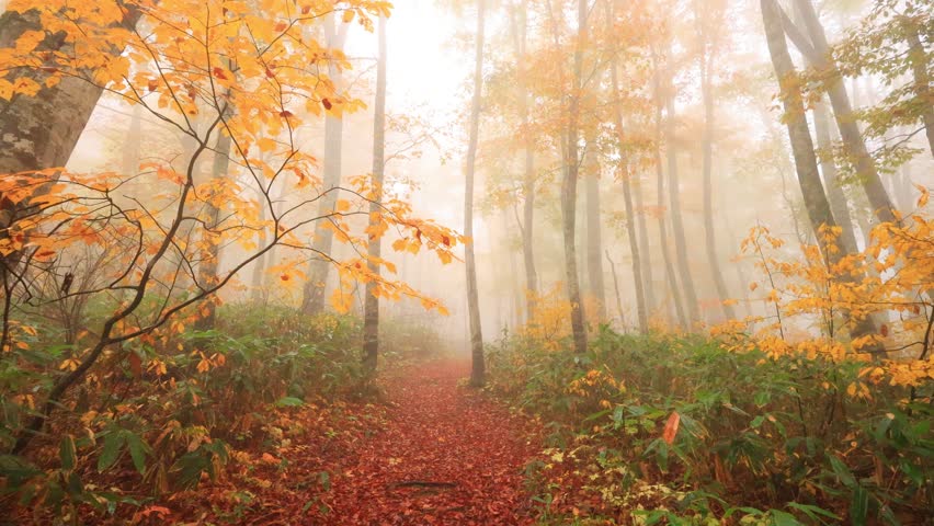 nature trail through autumn forest in the foggy morning	
