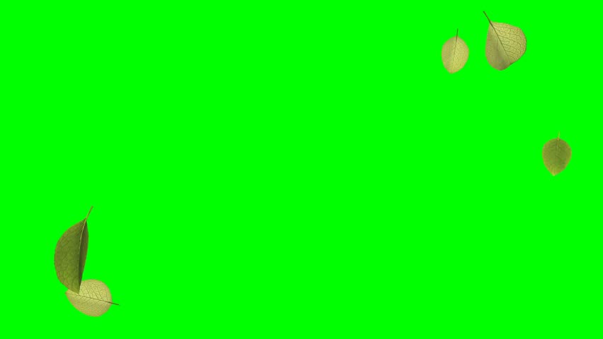 Shutterstock Video