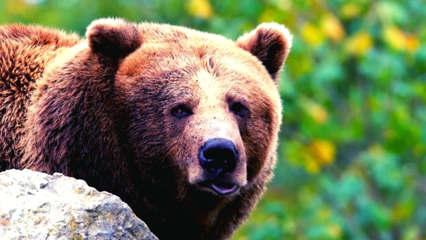 A wild bear is a large, powerful mammal found in forests, mountains, and other natural habitats. Known for their strong build and thick fur, wild bears are typically solitary animals. 