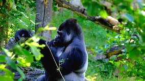 The silverback gorilla is the dominant male of a gorilla troop, characterized by its large size and silver-gray hair on its back.  - Powered by Shutterstock - Get 15% off with code: PIKWIZARD15