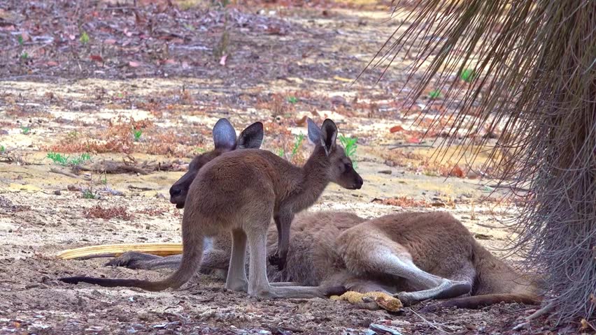 Kangaroos are large, herbivorous marsupials native to Australia. Known for their powerful hind legs, they use them for hopping at impressive speeds and covering long distances. 
