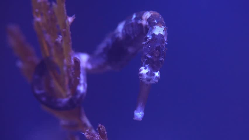 Seahorses are fascinating marine creatures known for their unique appearance and behavior.