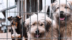 Dog in animal shelter. Dog looking over the fance. Dogs behind the fance in shelter.  - Powered by Shutterstock - Get 15% off with code: PIKWIZARD15