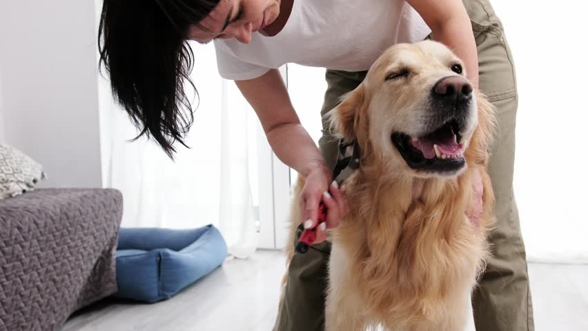 Woman Owner Brushing Golden Retriever Dog, Grooming At Home
