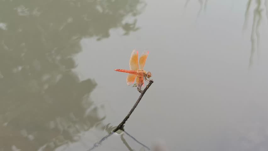 red dragonfly in the garden