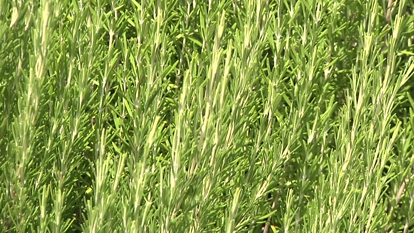 
Rosemary sways in the wind, its aromatic leaves releasing a soothing scent. The gentle breeze stirs its silvery-green branches, bringing a sense of peace and connection to nature’s timeless beauty.