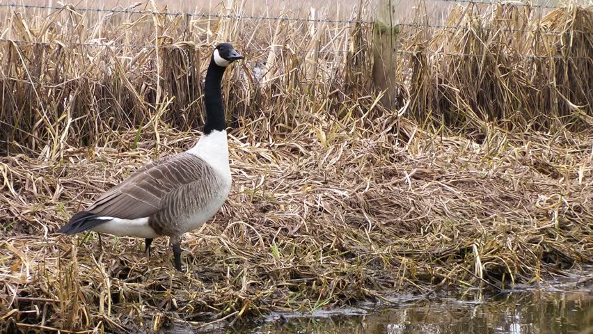 Canada Goose On Land  - Doxey Marshes, Staffordshire, England (11th April 2013)