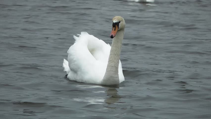 Swan Swimming Towards Camera - 11th April 2013 Doxey Marshes, Staffordshire,