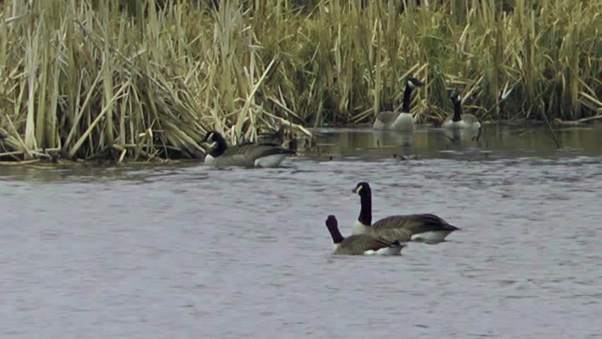 Canada Geese Swimming -  - 11th April 2013 Doxey Marshes, Staffordshire, England