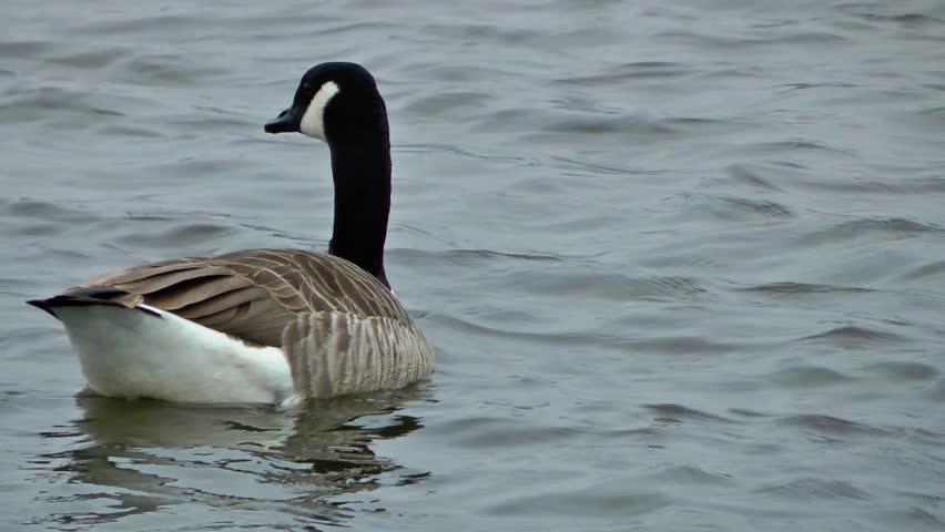 Canada Geese Swimming - Doxey Marshes, Staffordshire, England (11th April 2013)