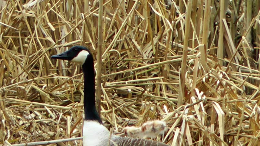 Canada Geese On Land Eating Grass - Doxey Marshes, Staffordshire, England (11th