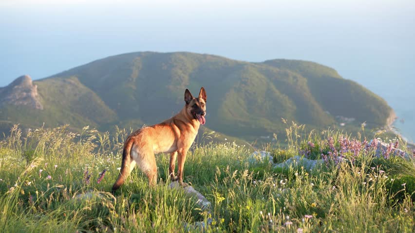 A Belgian Malinois stands in a field, gazing at the distant hills as the morning light begins to rise.