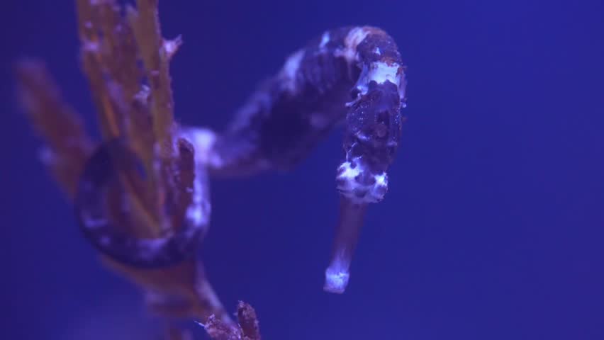 Seahorses are fascinating marine creatures known for their unique appearance and behavior.