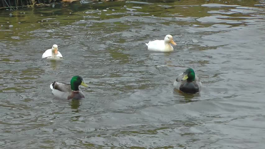 Mallard and Perkins Ducks Swimming - 11th April 2013 Doxey Marshes,