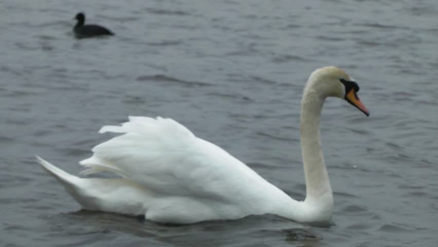 Swan Swimming In Lake - Doxey Marshes, Staffordshire, England (11th April 2013)