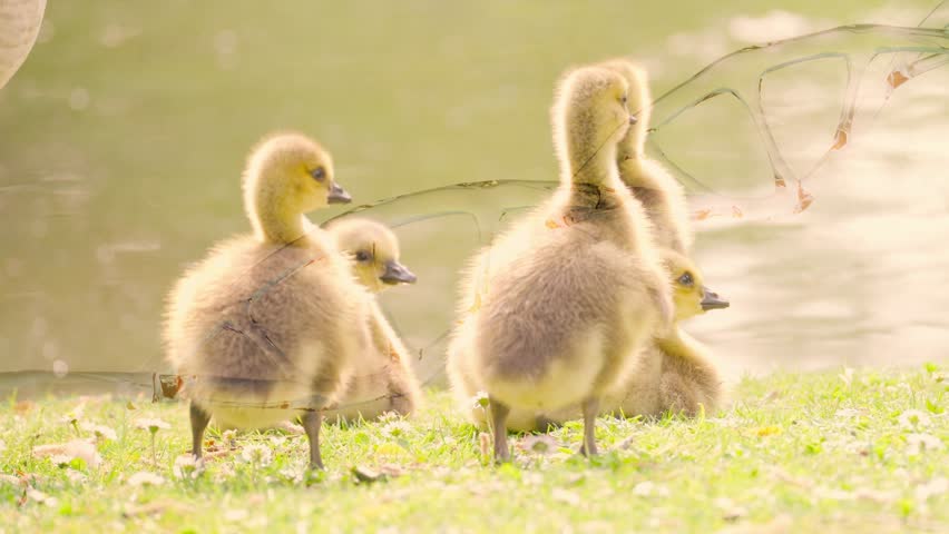 deoxyribonucleic acid spiral in front goslings goose, DNA analysis evolutionary relationships between different species birds and geese, allowing scientists to create accurate phylogenetic trees