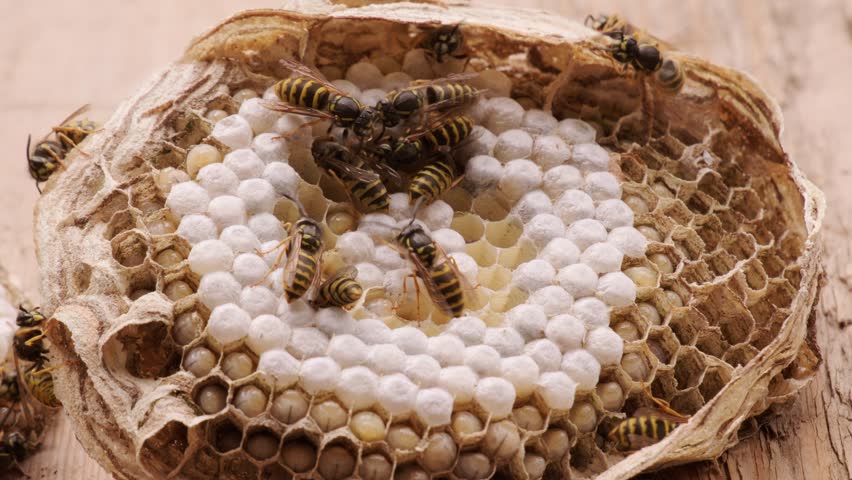 Vespula vulgaris wasps swarming in honeycombs, feeding larvae, Natural bees nest with larvae, Vespula vulgaris eggs, colony dangerous insects, potential hazard, insect architecture