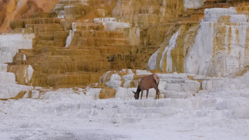 Wild female elk foraging on white rocky ground next to Mammoth Hot Springs rock terraces in Yellowstone National Park Wild animal encounter.
